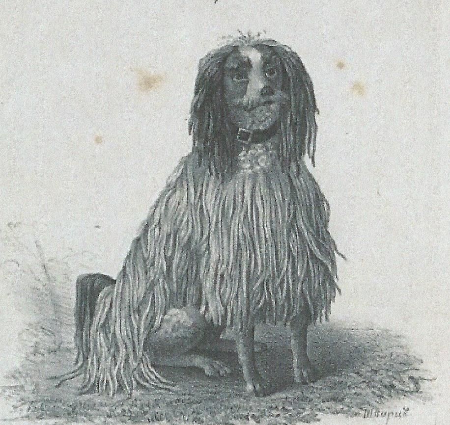 Putting Style into the Poodle